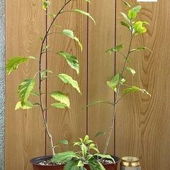 植物　フウリンブッソウゲ（風鈴仏桑花）の画像