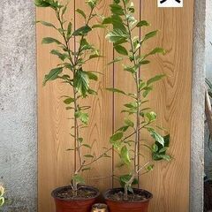 植物　フウリンブッソウゲ（風鈴仏桑花）の画像