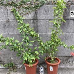 植物　フウリンブッソウゲ（風鈴仏桑花）の画像