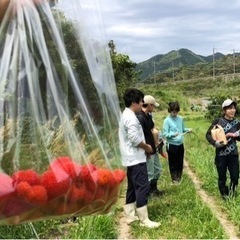 今なら木苺あります！お野菜、お米が無料！農業体験者募集中🧑‍🌾