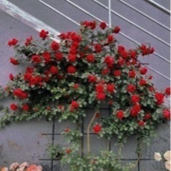 つるバラの画像