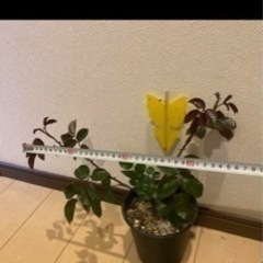 つるバラの画像