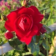 つるバラの画像