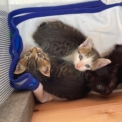 急募！助けてあげてください！【黒】 - 猫