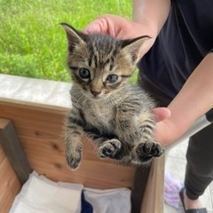 急募！助けてあげてください！【キジトラ】