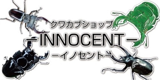 ベトナム便　wild  クワカブショップ-INNOCENT-　