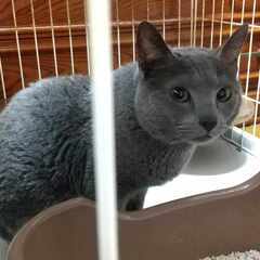 in大府市☆保護猫をオウチに迎えよう！☆2024年5月18日（土...