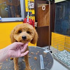 里親募集　トイプードル