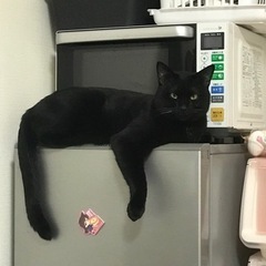 黒猫を探しています。