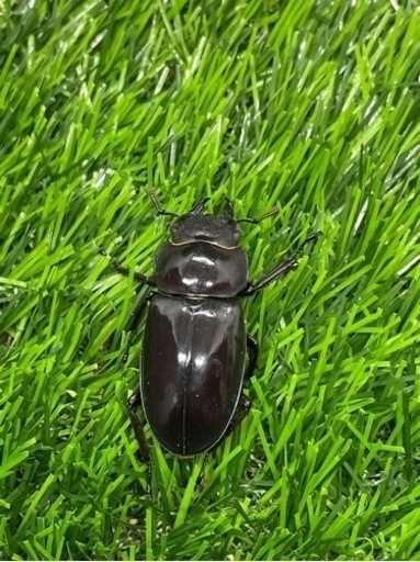 クワガタ　　マンディブラリスフタマタ
