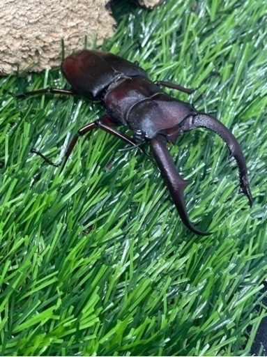 クワガタ　　マンディブラリスフタマタ
