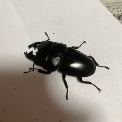 アルキデスヒラタクワガタ　外国産　クワガタ　オス