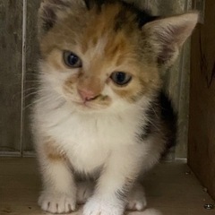 子猫(二匹)の里親募集決まりました。