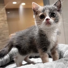 スコティッシュフォールド　女の子　立ち耳　ダイリュートキャリコ