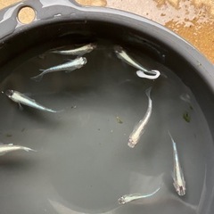 メダカ　青蝶　7匹の画像