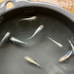 メダカ　青蝶　7匹の画像