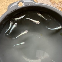 メダカ　青蝶　7匹