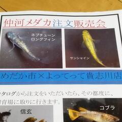 よってって貴志川店　メダカ　注文販売会