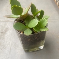 可愛い子宝草の苗🌱❣️妊活にも😊❣️生活雑貨 家庭用品 ガーデニング
