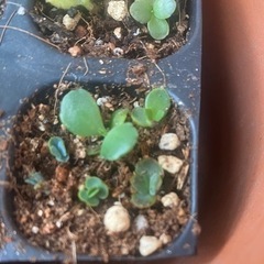 可愛い子宝草の苗🌱❣️妊活にも😊❣️生活雑貨 家庭用品 ガーデニングの画像