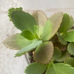 可愛い子宝草の苗🌱❣️妊活にも😊❣️生活雑貨 家庭用品 ガーデニングの画像