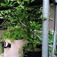 柑橘系の木と蝶の幼虫　5月19日までの画像