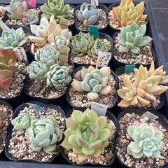  多肉植物①1ポット100円の画像