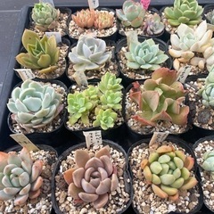  多肉植物①1ポット100円の画像