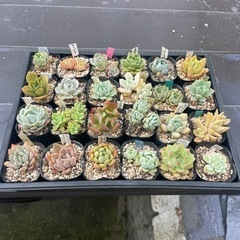  多肉植物①1ポット100円