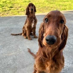 大型犬友達募集します！