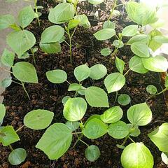ローゼル🌱の苗の画像