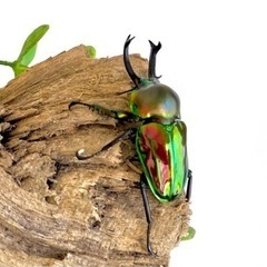 ニジイロクワガタ ペア ♂50.5mm ♀37.5mm 【オス長歯】の画像