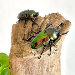 ニジイロクワガタ ペア ♂50.5mm ♀37.5mm 【オス長歯】の画像