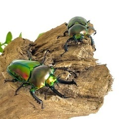 ニジイロクワガタ ペア ♂50.5mm ♀37.5mm 【オス長歯】