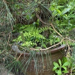 盆栽②　※現地まで取りに来れる方限定の画像