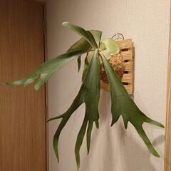 【お取引中】ビカクシダ プラティセリウム「ネザーランド」板付け(...