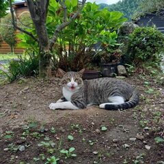 人懐こく抱っこ好き