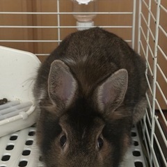 やんちゃ過ぎのライオンラビット