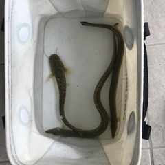 天然物　うなぎ
