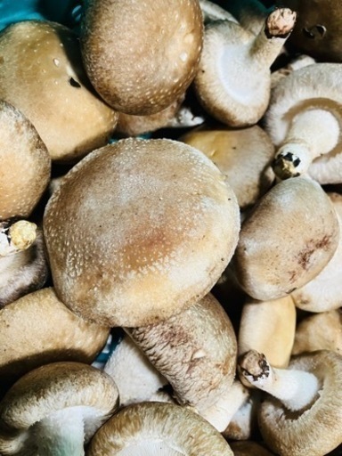 転売可椎茸1キロ税込平島付近