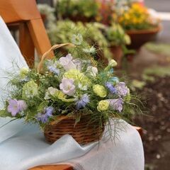 Love-in-a-mist バスケットアレンジメントの画像