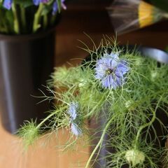 Love-in-a-mist バスケットアレンジメントの画像