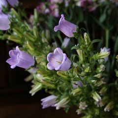 Love-in-a-mist バスケットアレンジメントの画像