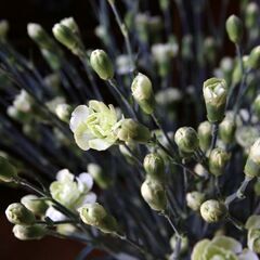 Love-in-a-mist バスケットアレンジメントの画像