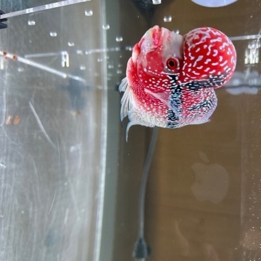 フラワーホーン値下げしました‼️