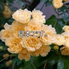 木香薔薇　苗木