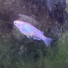 深海メダカ稚魚20匹+α