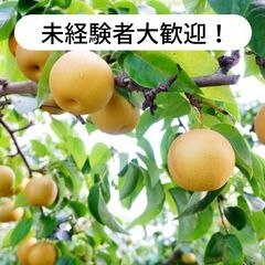 徳島県鳴門市大津町吉永で 梨の摘果・袋掛け作業等のお仕事！【単発...