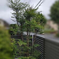 南天の木　植木　ナンテン