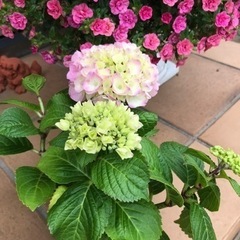 紫陽花　アジサイ　花　苗木①生活雑貨 家庭用品 ガーデニング
